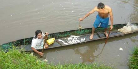 Peces amazónicos, en peligro 