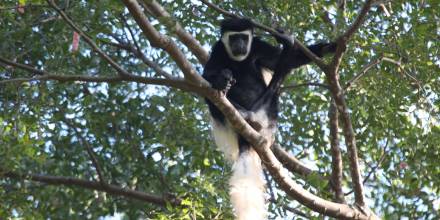 Los bosques tropicales están cambiando su temperatura