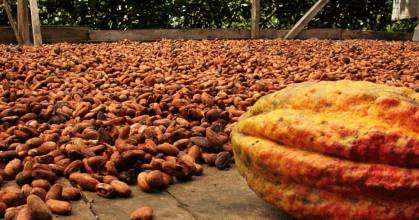 El precio del cacao llegó a $ 11.300 el quintal 