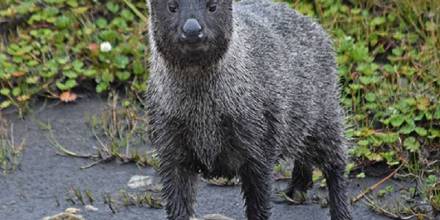 Una guía fotográfica busca resaltar los mamíferos del Parque Nacional Sangay