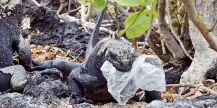 Documental revela imágenes desgarradoras de la contaminación por plásticos en Galápagos
