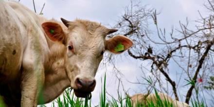 Zamora Chinchipe emprendió campaña para erradicar la rabia bovina 