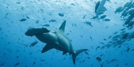 Por primera vez se registra la migración de un tiburón martillo desde Galápagos hasta Costa Rica