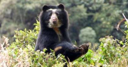 MAATE denunció cacería ilegal de un oso de anteojos en Morona Santiago 