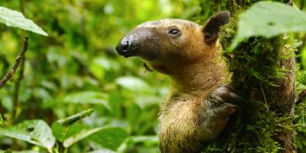 3 tipos de osos perezosos habitan en Ecuador