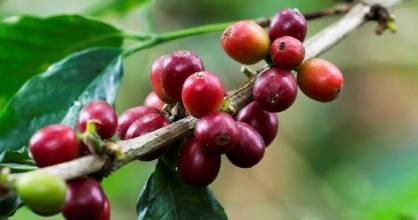 Crisis cafetera: emergencia climática y costos elevan los precios