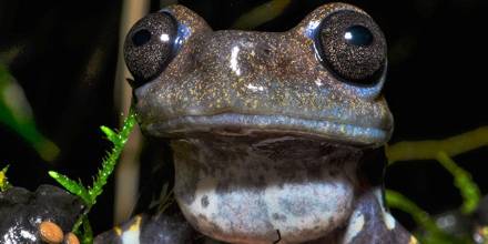 Una guía científica sobre ranas y sapos de los Andes del norte fue presentada