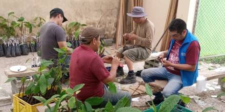 En Zamora Chinchipe buscan rescatar el cacao ancestral