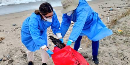 Ecuador sigue tomando muestras de aves muertas para descartar gripe aviar