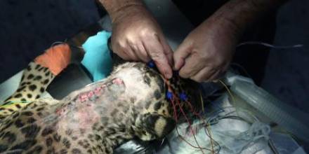 Un jaguar fue operado para retirarle un perdigón que afectó sus extremidades