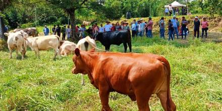 100 productores de Morona Santiago emprenden ganadería regenerativa 