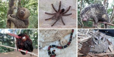 50 especímenes de vida silvestre fueron liberados en el Yasuní