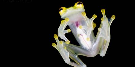 Dos nuevas especies de ranas de cristal fueron descubiertas en Ecuador