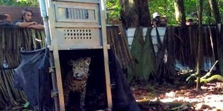 Jaguar explora a unos tres kilómetros de donde fue liberada 