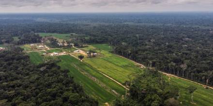 Colonias menonitas causan deforestación en la Amazonía peruana 