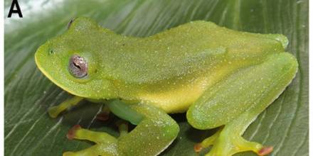 2 nuevas especies de "ranas de cristal" fueron descubiertas en Azuay