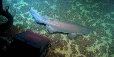 El Corredor Marino del Pacífico Este Tropical recibe $ 16 millones para su conservación