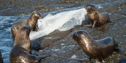 WWF impulsa un tratado contra la contaminación por plásticos