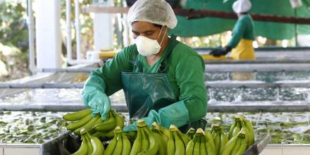 Ministros latinoamericanos se reúnen en foro virtual de Ecuador sobre banano