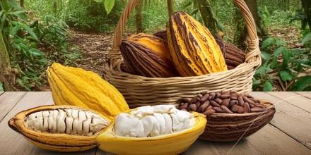 Feria del cacao prevé generar negocios por $ 15 millones