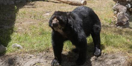 El Zoológico de Quito adoptó un oso de anteojos