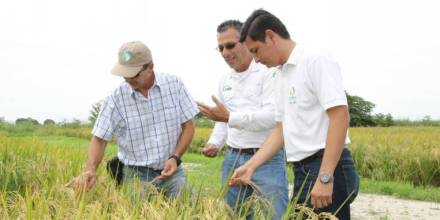 Las tres plagas que tomaron por sorpresa al Ecuador