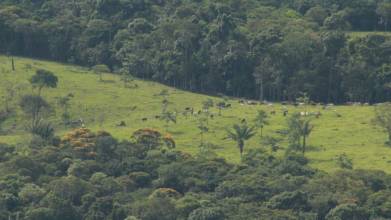 Colombia: La deforestación está devastando la selva 