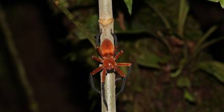 Una nueva especie de araña cangrejo gigante fue descubierta en la Amazonía ecuatoriana 