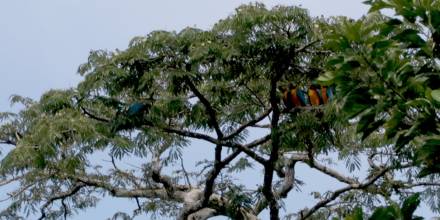 Reino Unido anuncia protección para hábitats de biodiversidad en el mundo, incluido Ecuador 