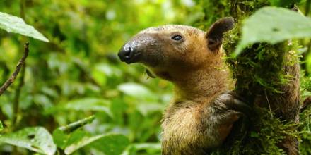 Tamandúa alberga 45 especies de mamíferos y 258 tipos de aves