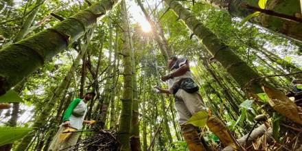 29 productores de Napo participaron en taller sobre bambú 