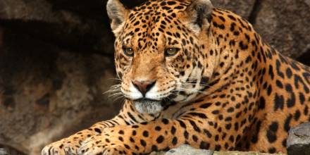 Ecuador presenta un plan para proteger al jaguar amazónico y al tropical 