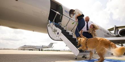 Bark Air, la primera aerolínea para perros, revoluciona los viajes