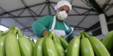 Rusia levantó el veto a exportaciones bananeras de Ecuador 