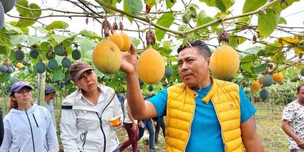 La granadilla de Íntag se posiciona en Europa