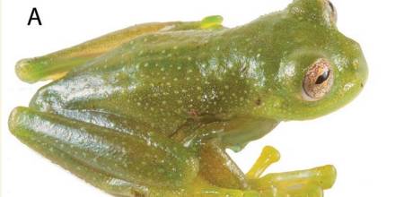 Descubren en la Amazonía ecuatoriana una nueva especie de rana de cristal