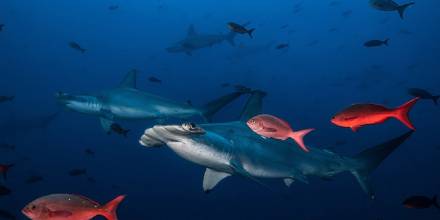 EE.UU. anunció aporte para la conservación de tiburones y rayas en aguas ecuatorianas