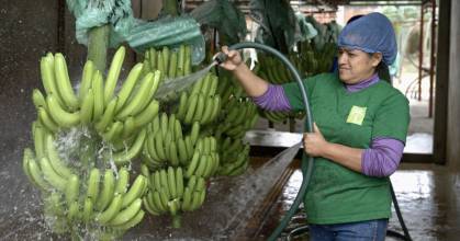 Las exportaciones de banano de Ecuador crecieron un 1,42 % en 2024 