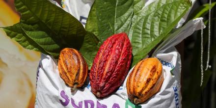 Los precios del cacao se disparan internacionalmente y Ecuador sonríe