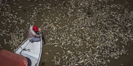 Sequía en la Amazonía y temperaturas récord provocan muerte de toneladas peces en Brasil