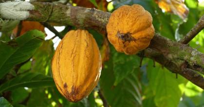 El precio del cacao se ubica en $ 10.204 por tonelada 