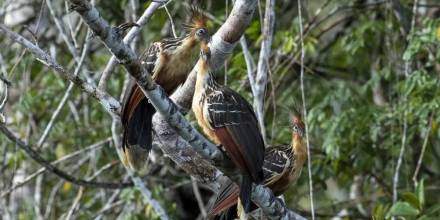 El bosque comestible biodiverso "más grande del mundo" echa raíces en Ecuador