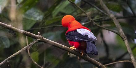 Del cóndor al colibrí: 542 aves hacen de Quito un paraíso del "birdwatching"