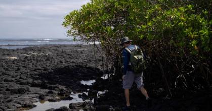 Los manglares de Galápagos están bajo amenaza