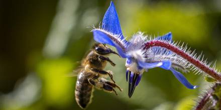 La FAO pide proteger a las abejas por ser "vitales" para el futuro de los ecosistemas