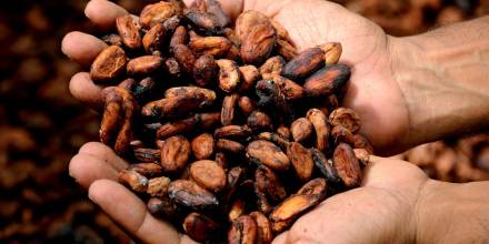 El precio del cacao a nivel mundial se disparó