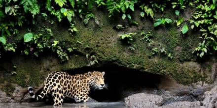 Quedan muy pocos jaguares en la Costa del Ecuador