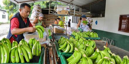 El sector bananero está optimista con el TLC entre Ecuador y China