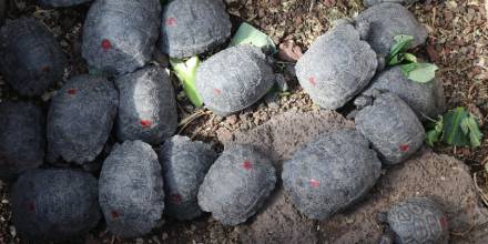 Un policía fue arrestado por tráfico de 185 tortugas neonatas en Galápagos