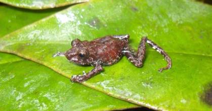 4 nuevas especies de ranas fueron descubiertas en Carchi